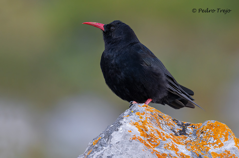 Chova piquirroja (Pyrrhocorax pyrrhocorax)